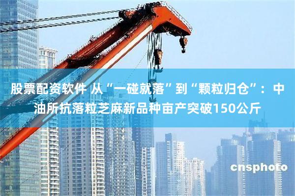 股票配资软件 从“一碰就落”到“颗粒归仓”：中油所抗落粒芝麻新品种亩产突破150公斤