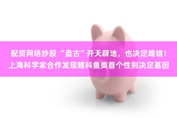 配资网络炒股 “盘古”开天辟地，也决定雌雄！上海科学家合作发现鲤科鱼类首个性别决定基因